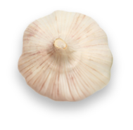 A single garlic bulb viewed from above, showing its light beige outer skin with subtle purple streaks. The bulb appears intact and has a slightly rough texture. The image is set against a plain white background. GREENHOUSE Goodness A single garlic bulb viewed from above, showing its light beige outer skin with subtle purple streaks. The bulb appears intact and has a slightly rough texture. The image is set against a plain white background. GREENHOUSE Goodness