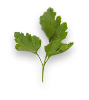 A small sprig of fresh green parsley with three leaves on a short stem, isolated against a white background. GREENHOUSE Goodness A small sprig of fresh green parsley with three leaves on a short stem, isolated against a white background. GREENHOUSE Goodness