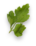 A small sprig of fresh flat-leaf parsley with three green leaves on a transparent background. GREENHOUSE Goodness A small sprig of fresh flat-leaf parsley with three green leaves on a transparent background. GREENHOUSE Goodness
