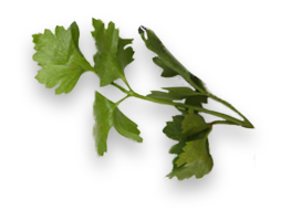 A small sprig of fresh green parsley with several flat, serrated leaves on a thin stem, isolated on a transparent background. GREENHOUSE Goodness A small sprig of fresh green parsley with several flat, serrated leaves on a thin stem, isolated on a transparent background. GREENHOUSE Goodness