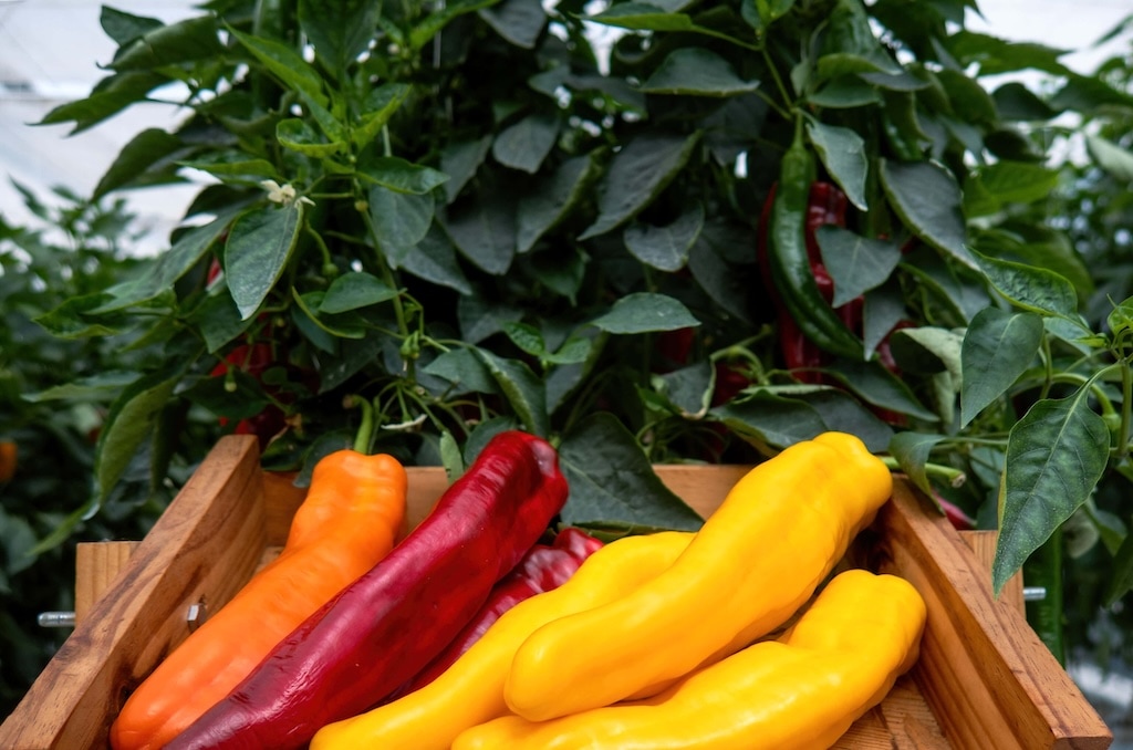 A wooden crate filled with vibrant yellow, red, and orange peppers sits in front of lush green pepper plants. The colorful peppers are elongated and glossy, contrasting with the dark green leaves in the background. GREENHOUSE Goodness A wooden crate filled with vibrant yellow, red, and orange peppers sits in front of lush green pepper plants. The colorful peppers are elongated and glossy, contrasting with the dark green leaves in the background. GREENHOUSE Goodness