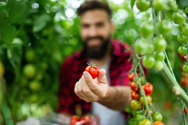 A person in a red plaid shirt holds a ripe red tomato in a greenhouse filled with green and red tomatoes. The focus is on the tomato, while the person in the background is blurred. GREENHOUSE Goodness