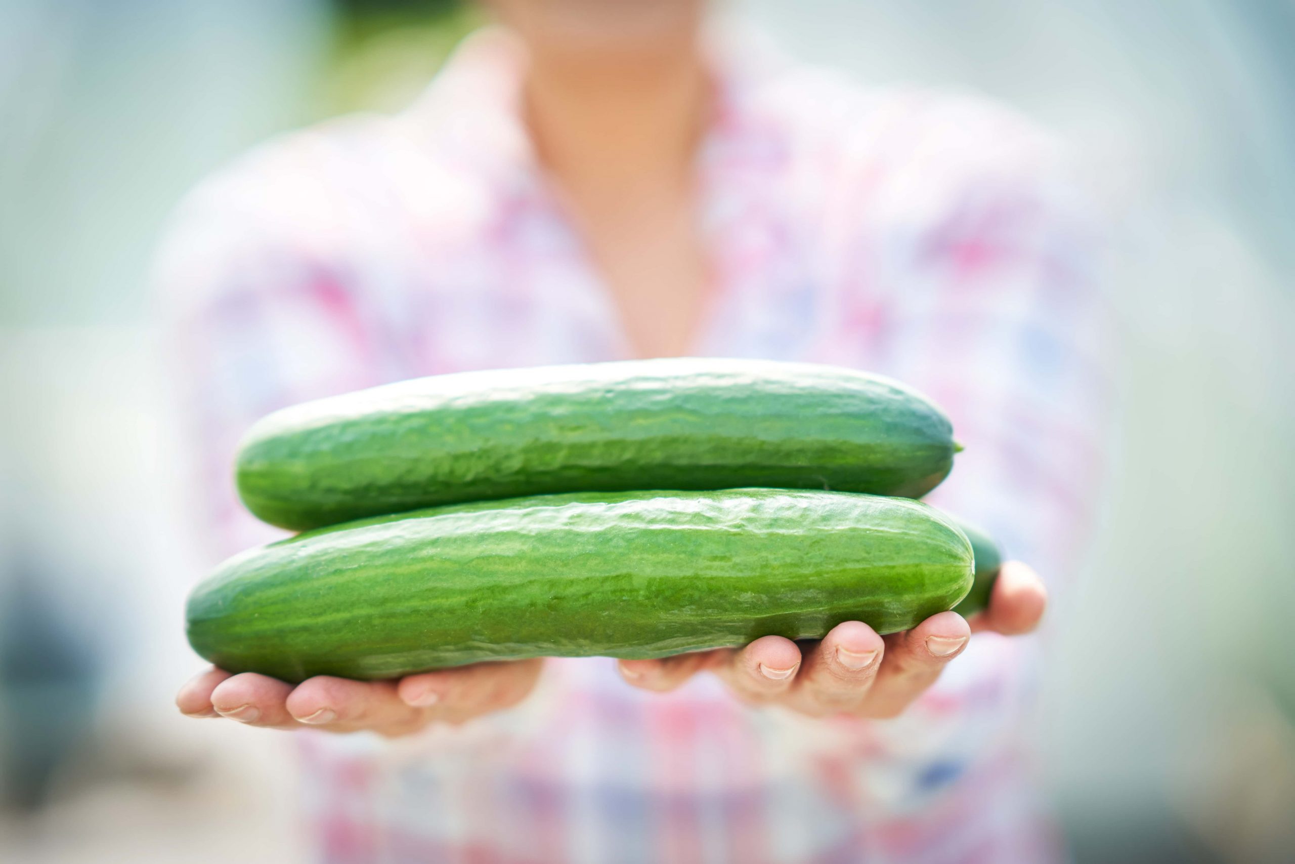 A person in a plaid shirt holds two long green cucumbers horizontally with both hands, set against a blurred background. GREENHOUSE Goodness