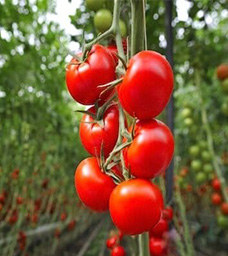 A cluster of ripe red tomatoes growing on a vine in a lush, green garden. Some unripe green tomatoes are visible in the background. GREENHOUSE Goodness