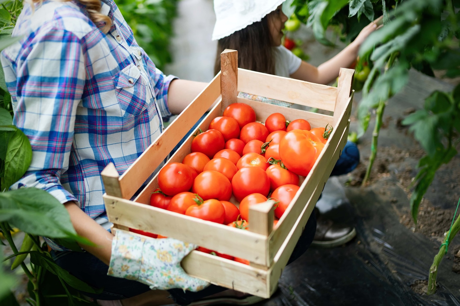 A person holding a wooden crate filled with freshly picked tomatoes in a greenhouse highlights the economic impact of greenhouse farming, with another individual picking tomatoes in the background. GREENHOUSE Goodness