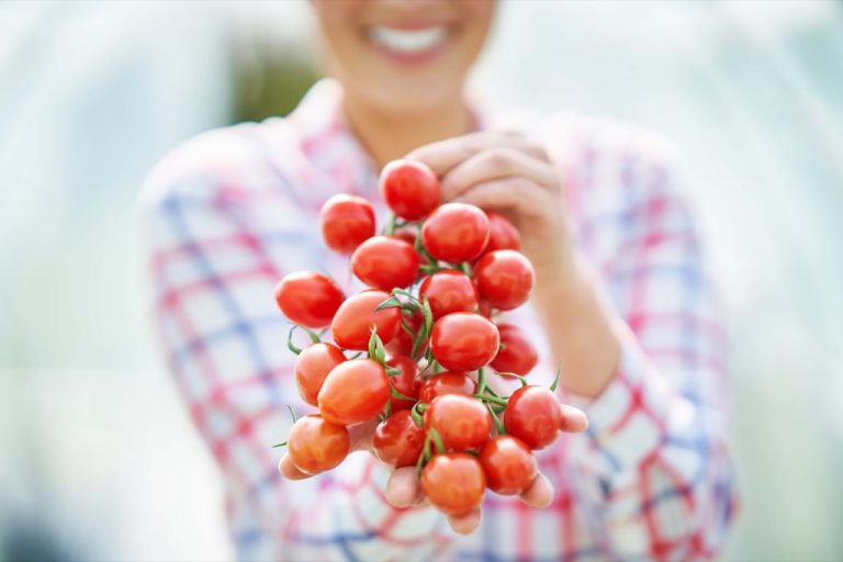 A person in a plaid shirt holds out a bunch of ripe cherry tomatoes, reminiscent of cherries on the vine, smiling in the background. The focus is on the tomatoes, with the person's face softly blurred. GREENHOUSE Goodness