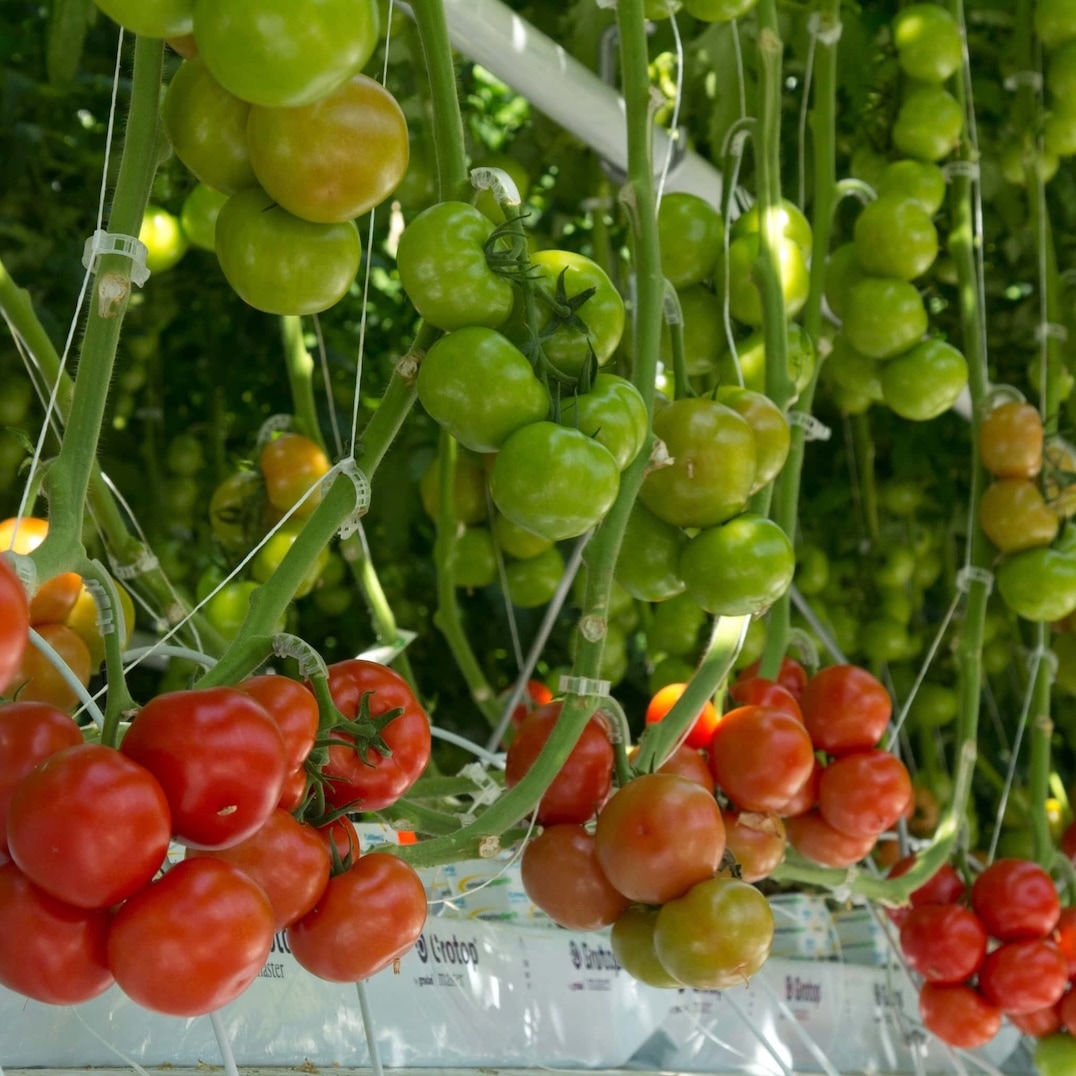 Clusters of greenhouse grown tomatoes in various stages of ripeness, from green to red, hang from vines in a greenhouse setting with support structures and greenery in the background. GREENHOUSE Goodness
