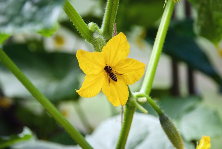 A bee sits on a bright yellow flower with green stems and leaves in the background, and a small cucumber forming nearby. GREENHOUSE Goodness