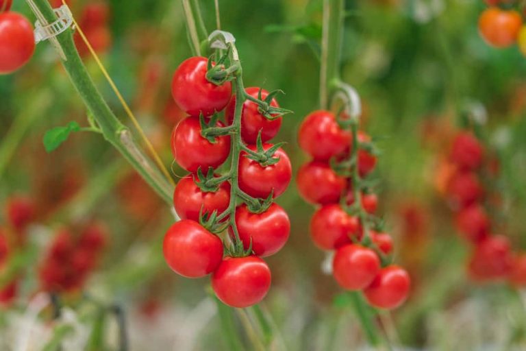 Clusters of ripe red cherry tomatoes growing on green vines in a garden or greenhouse, with a blurred green background. GREENHOUSE Goodness