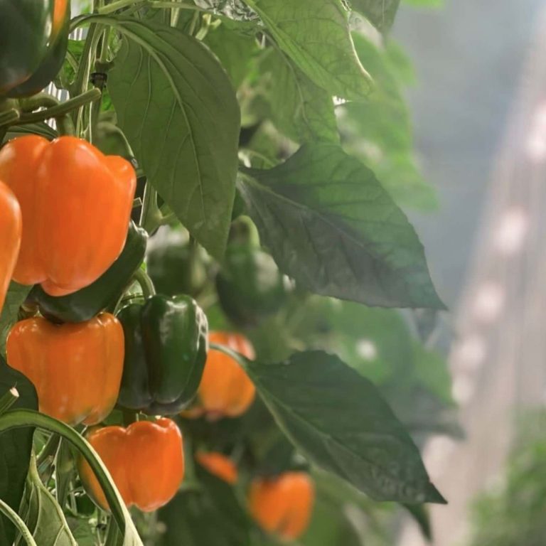 Close-up of orange and green bell peppers growing on a plant, surrounded by lush green leaves, with sunlight filtering through in the background. GREENHOUSE Goodness