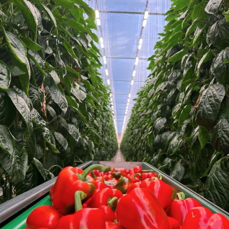 Bright red bell peppers fill a container on a cart, surrounded by tall, lush green pepper plants in a well-lit greenhouse with a glass roof and straight, orderly rows. GREENHOUSE Goodness