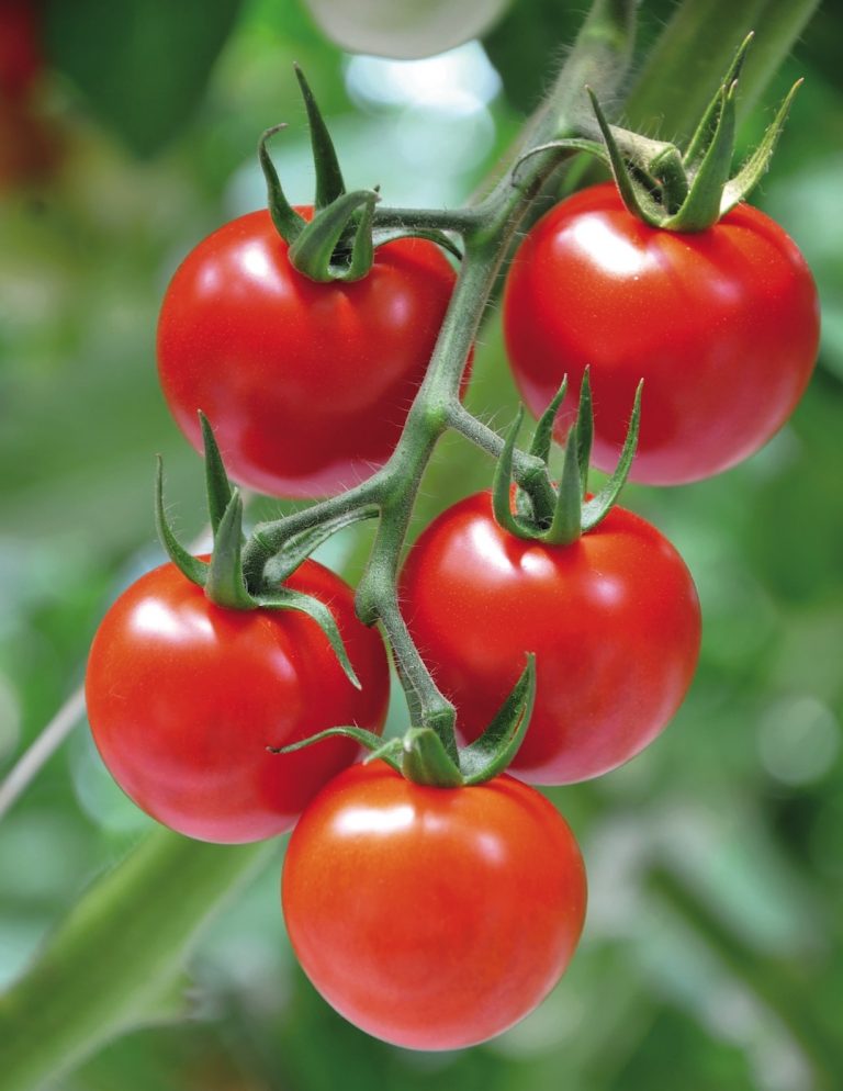 A cluster of five ripe red tomatoes hanging from a green vine, surrounded by green leaves and blurred background, growing on a plant. GREENHOUSE Goodness