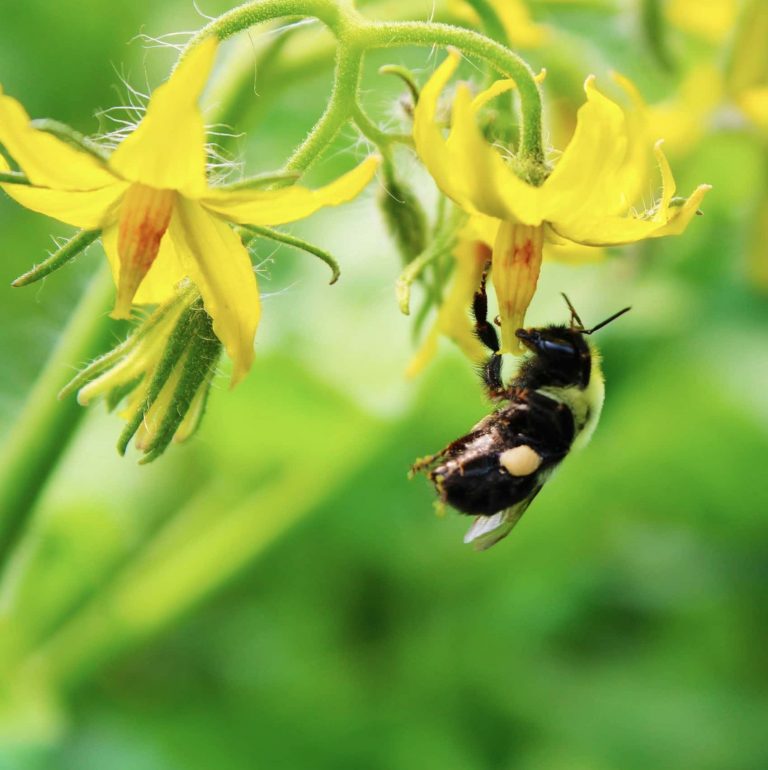 A bumblebee collects nectar from a yellow flower, with green foliage blurred in the background. GREENHOUSE Goodness