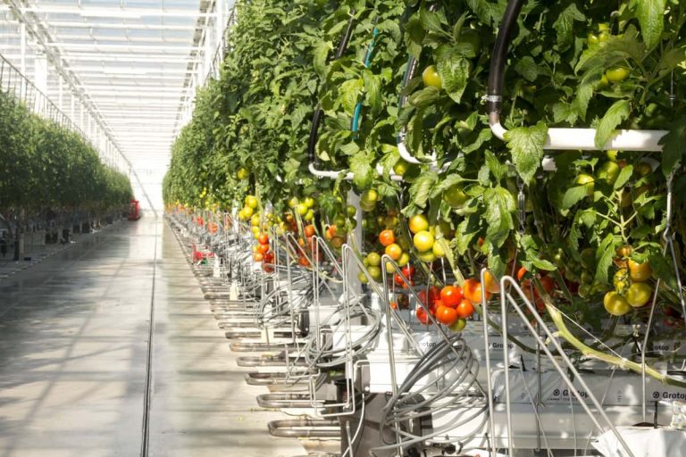 Rows of tomato plants growing in a brightly lit greenhouse, with ripe and unripe tomatoes on the vines and an automated irrigation system feeding each plant. The floor appears clean and reflective. GREENHOUSE Goodness