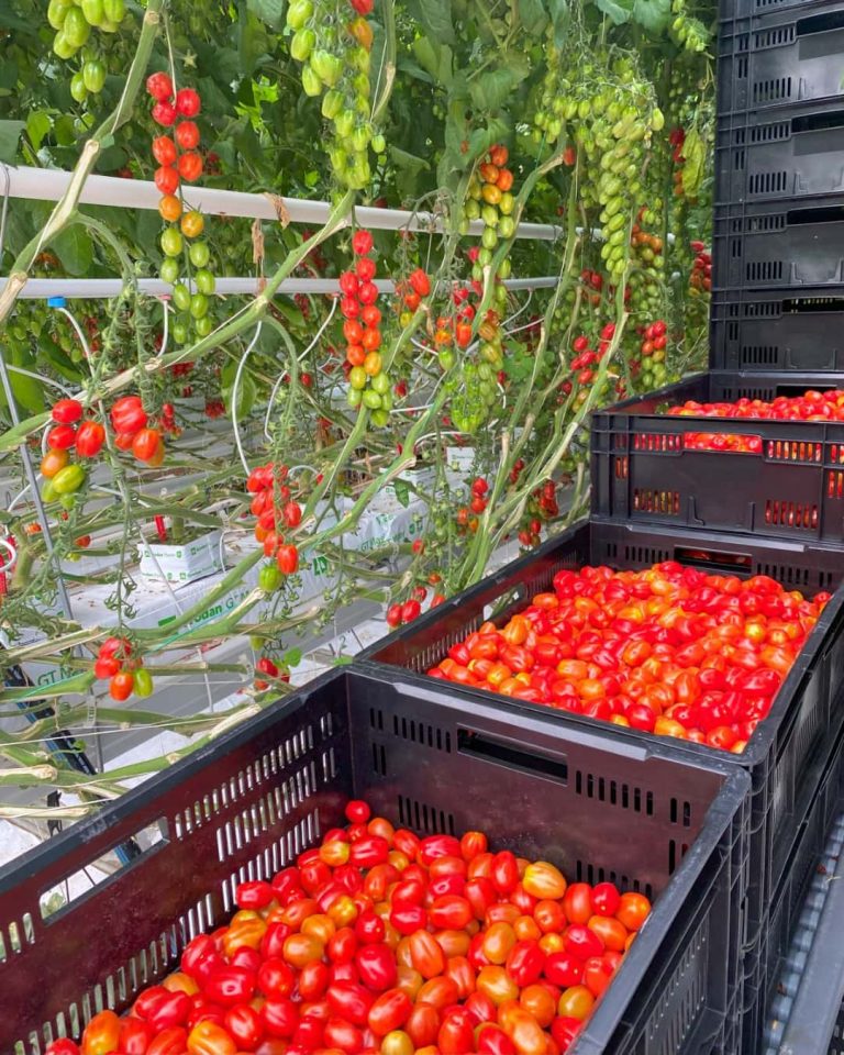 Rows of tomato plants with clusters of red and green tomatoes growing on vines are beside black crates filled with freshly harvested, ripe red tomatoes. GREENHOUSE Goodness