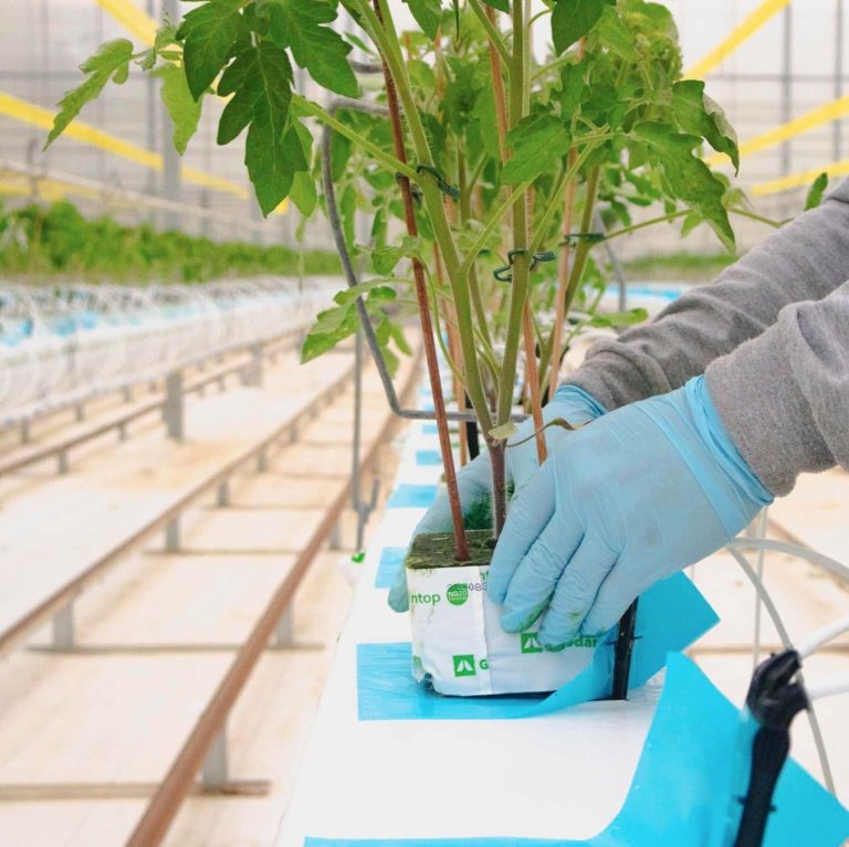 A person wearing blue gloves places young tomato plants in a hydroponic system inside a greenhouse, with rows of similar setups visible in the background. GREENHOUSE Goodness