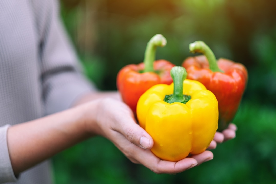 A person holding three bell peppers—two red and one yellow—in their hands, with a blurred green background. GREENHOUSE Goodness