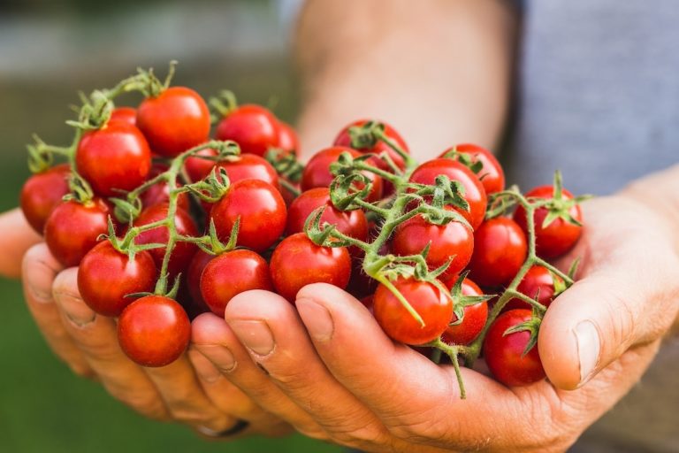 A person holding a large bunch of freshly picked, ripe red cherry tomatoes in their hands, with greenery blurred in the background. GREENHOUSE Goodness