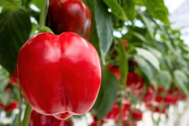 A close-up of a ripe red bell pepper growing on a plant, surrounded by green leaves in what appears to be a greenhouse or garden setting. GREENHOUSE Goodness