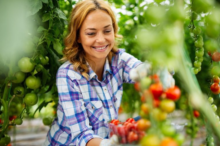 A smiling woman wearing a plaid shirt picks ripe cherry tomatoes from vines in a greenhouse, placing them into a clear container. Green leaves and unripe tomatoes surround her. GREENHOUSE Goodness