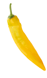 A single bright yellow chili pepper with a green stem, isolated on a white background. GREENHOUSE Goodness
