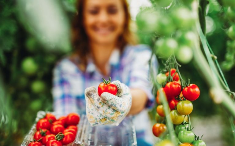 A person wearing gloves holds a ripe red tomato while harvesting tomatoes in a lush, green garden, showcasing the rewarding aspects of greenhouse agriculture careers. The person is smiling, with focus on the vibrant tomatoes in their hand. GREENHOUSE Goodness