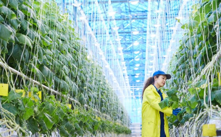 A person in a yellow coat and blue cap inspects green plants growing in rows inside a brightly lit, modern greenhouse—an inspiring setting for those interested in sustainable agriculture jobs. GREENHOUSE Goodness