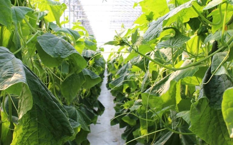 Rows of lush green plants with large leaves thrive inside a greenhouse, bathed in natural sunlight and supported by advanced greenhouse growing technology filtering through the roof above. GREENHOUSE Goodness