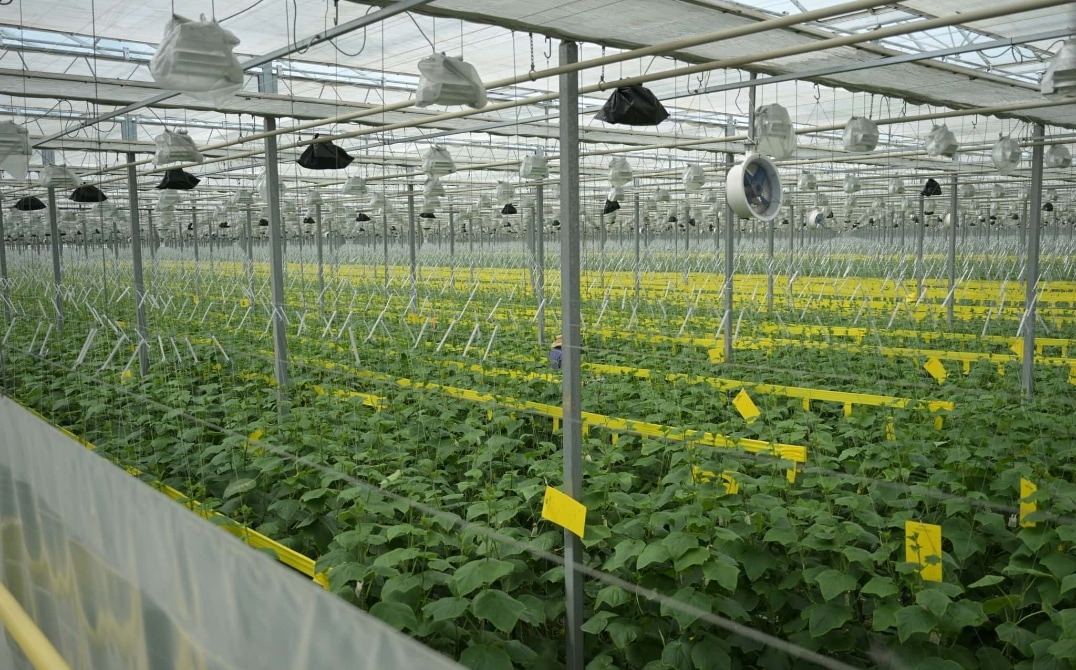 Rows of green plants growing inside a large modern greenhouse with overhead irrigation and lighting systems, yellow markers among the plants, and a transparent roof letting in natural light—showcasing innovative climate change agriculture solutions. GREENHOUSE Goodness