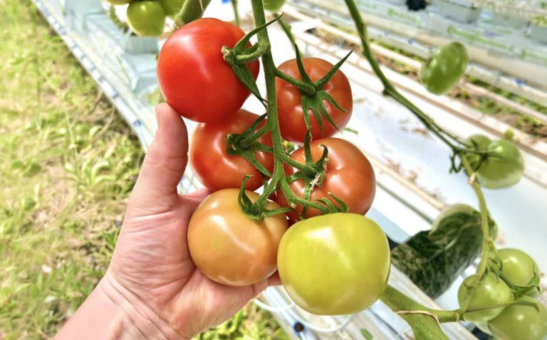 A hand holds a cluster of tomatoes at various ripening stages, from green to red, on the vine in a greenhouse or garden setting. GREENHOUSE Goodness