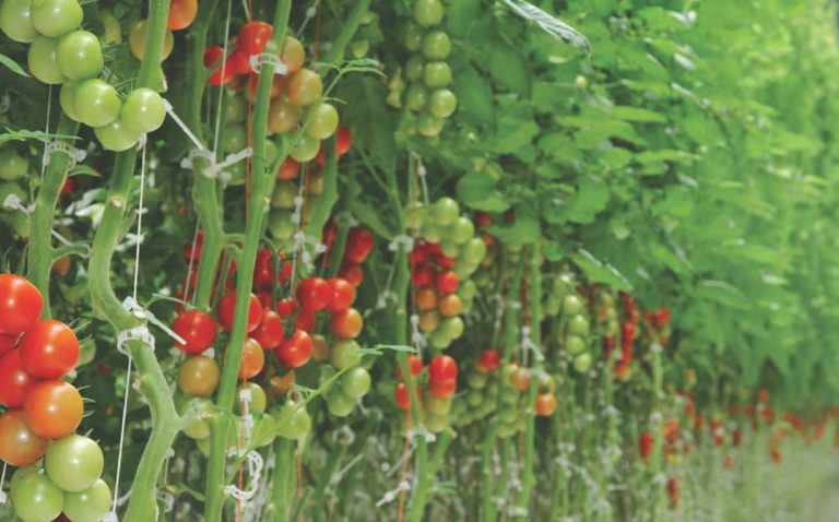 Rows of tomato plants with clusters of red, orange, and green tomatoes growing on vines, supported by white strings in a greenhouse setting. GREENHOUSE Goodness