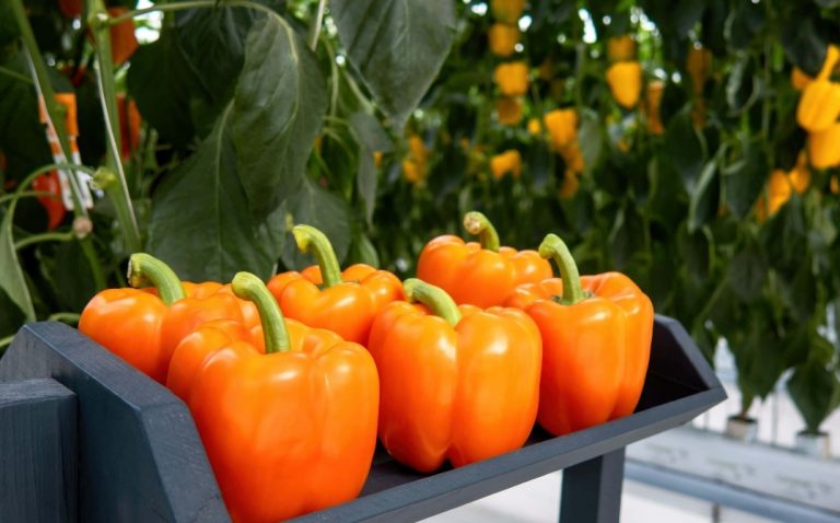 Several bright orange bell peppers are displayed on a blue shelf in a greenhouse, with green leaves and more orange peppers growing in the background. GREENHOUSE Goodness