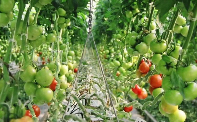 Rows of tomato plants in a greenhouse, with clusters of green and a few red ripe tomatoes hanging from vines, surrounded by lush green leaves in a controlled environment. GREENHOUSE Goodness