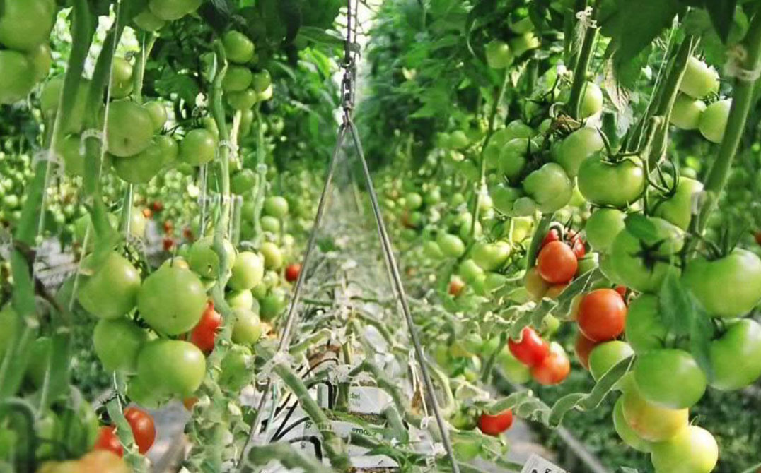 Rows of tomato plants in a greenhouse, with clusters of green and a few red ripe tomatoes hanging from vines, surrounded by lush green leaves in a controlled environment. GREENHOUSE Goodness